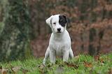 PARSON RUSSEL TERRIER 235